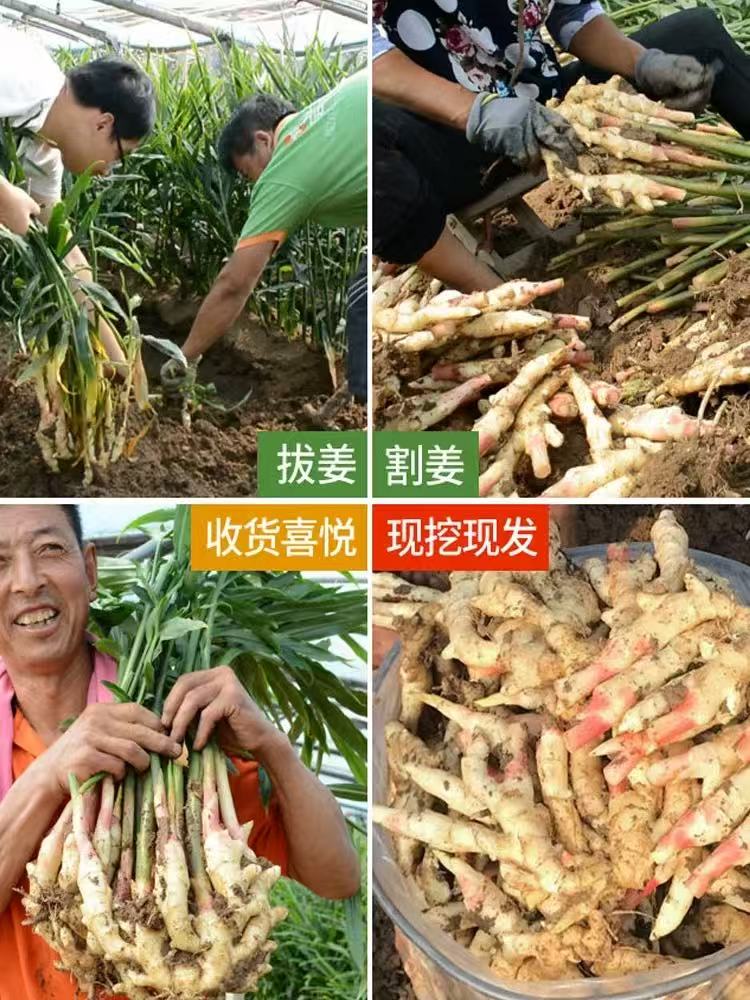 山东红芽嫩姜 新鲜仔姜产地直供