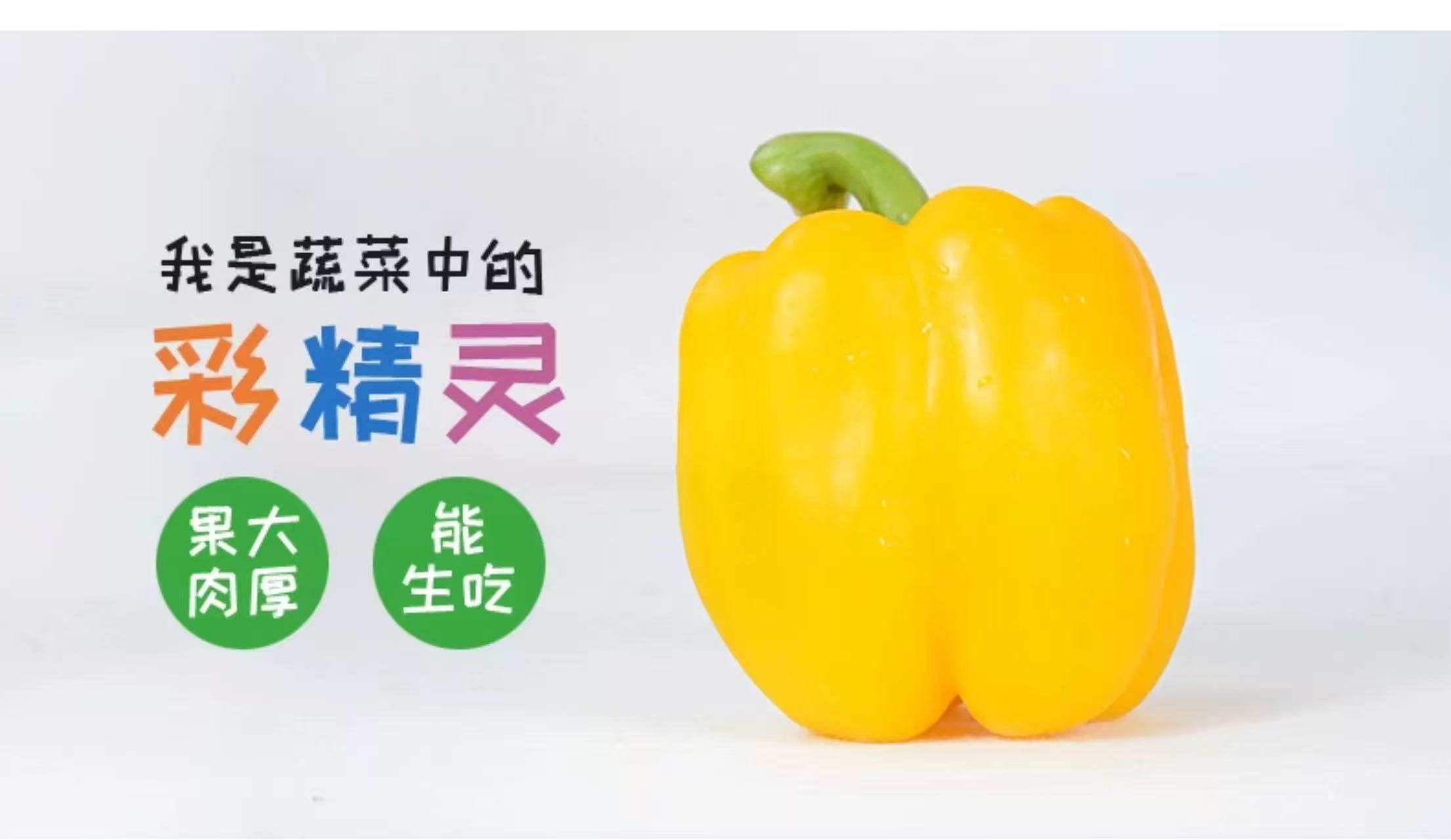 七彩水果彩椒 生吃甜椒产地直供