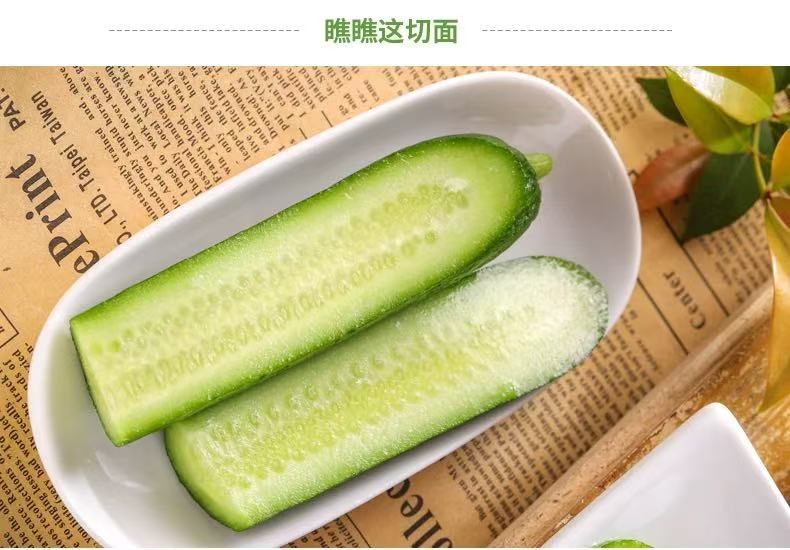山东水果小黄瓜 脆嫩清甜生吃