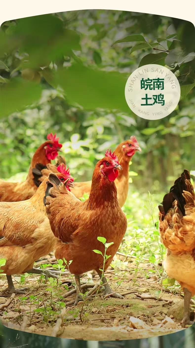 皖南林间散养土鸡蛋 详情图3