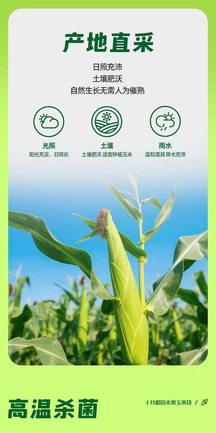 十月稻田水果玉米段 详情图1